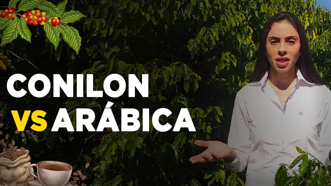 Café Conilon x Café Arábica: Diferenças Essenciais 10 cafe conilon x cafe arabica diferencas essenciais