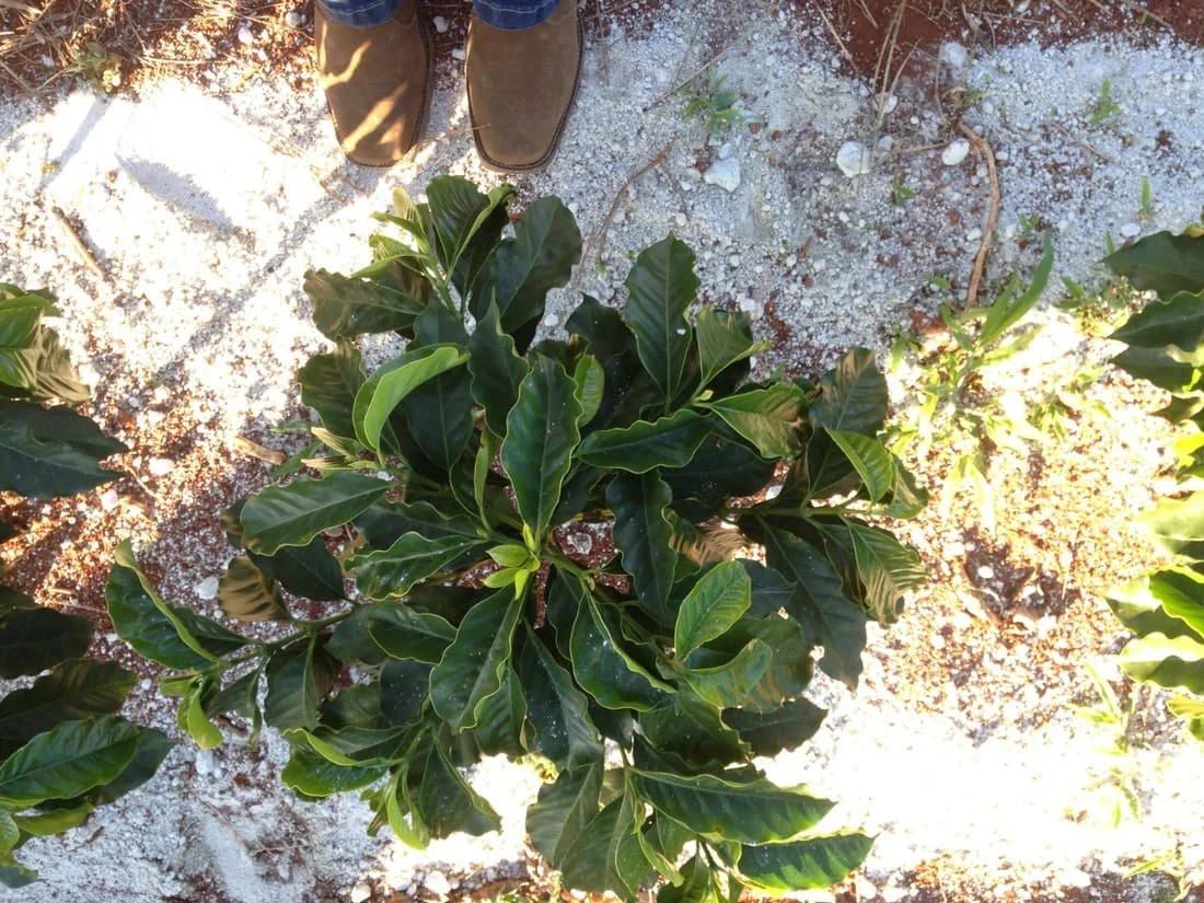 Calcário ou gesso agrícola: entenda as diferenças