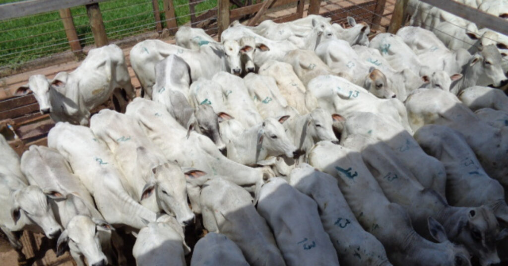 mais de 6.000 reses ofertadas em Campo Grande; confira as médias • Portal DBO