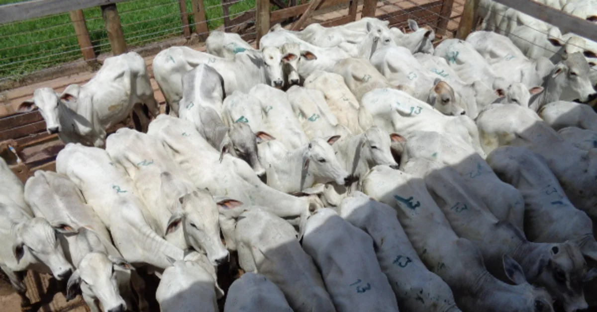 Campo Grande: 6.000 reses em oferta, médias surpreendentes - Portal DBO 3 mais de 6.000 reses ofertadas em Campo Grande; confira as médias • Portal DBO