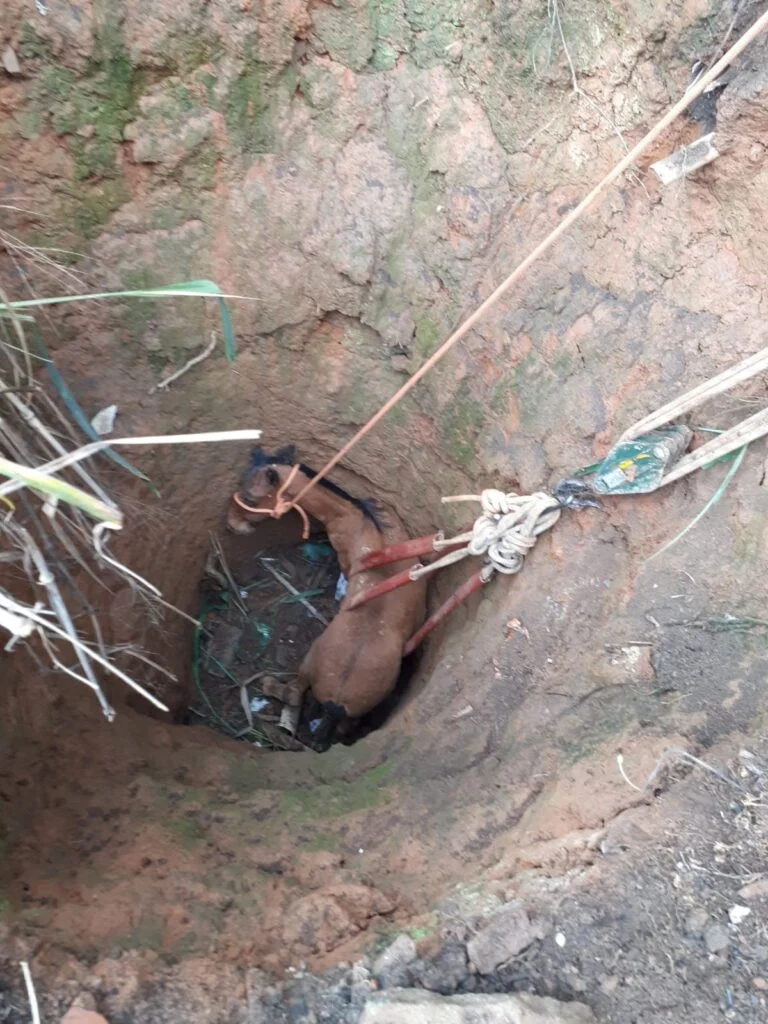 Cavalo cai em cisterna e é resgatado por bombeiros em Bocaiuva | Grande Minas