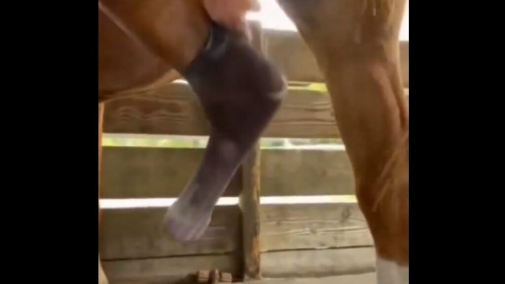 Cavalo volta a galopar graças a prótese