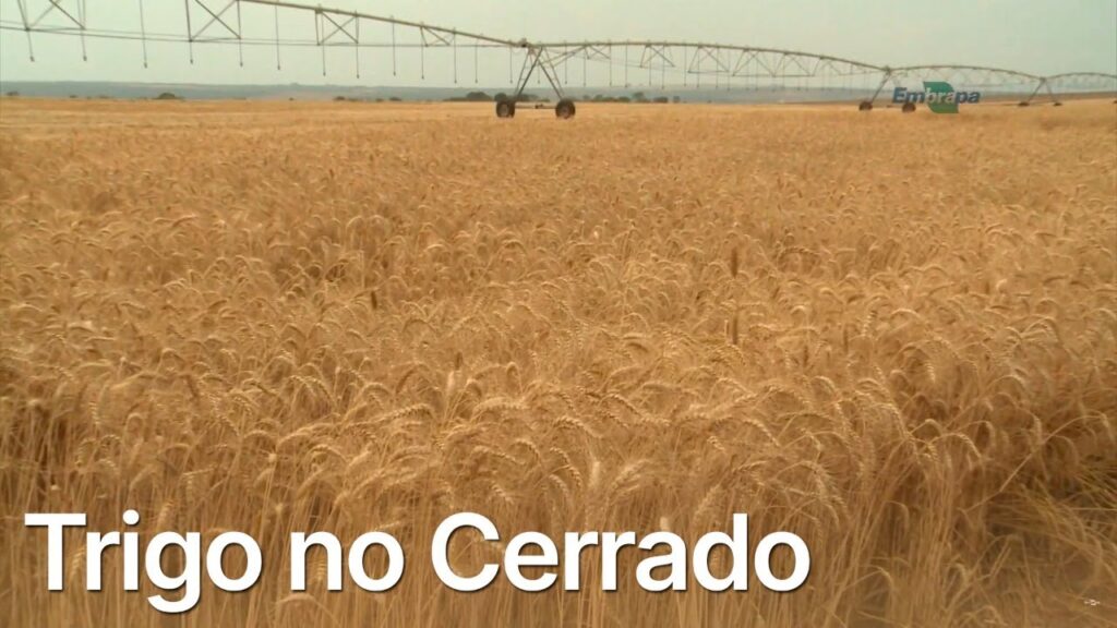 cerrado produz o melhor trigo do pais