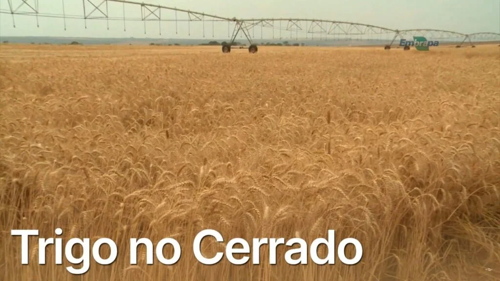Cerrado produz o melhor trigo do País 6 cerrado produz o melhor trigo do pais