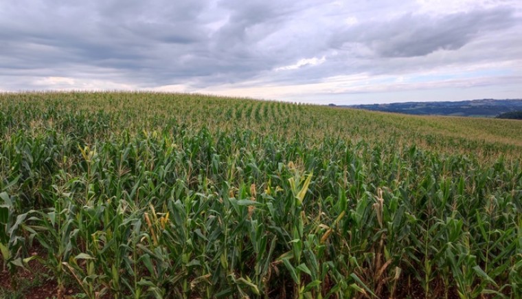 Excesso de chuva gera preocupação com a colheita do milho destinado para silagem