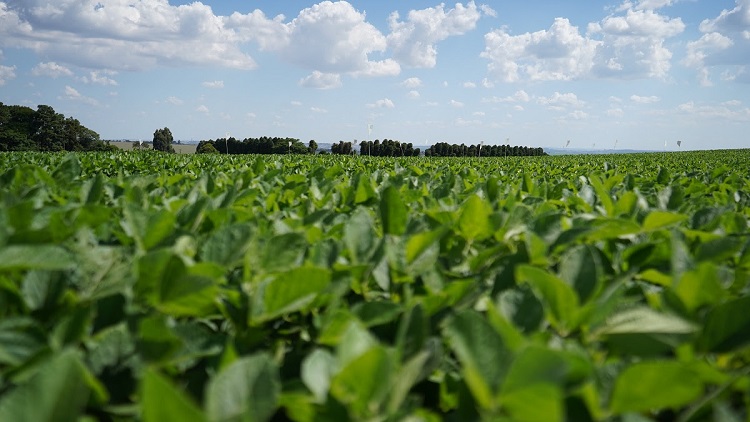 Chuvas intensas: impacto na produtividade