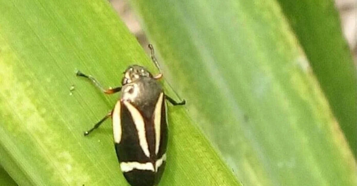 Cigarrinha: controle químico ou biológico? 1 Cigarrinha-das-pastagens: controle químico ou biológico? Qual o mais eficiente