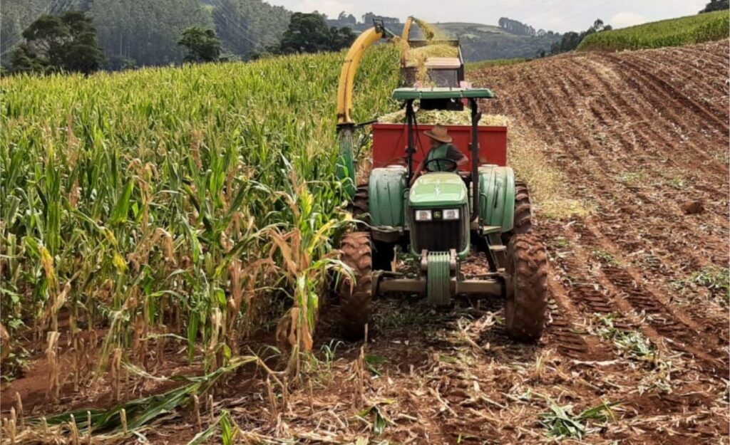 Colheita de silagem: beneficiando 600 propriedades em Seara 14 Colheita da silagem deve atender aproximadamente 600 propriedades em Seara silagem de qualidade