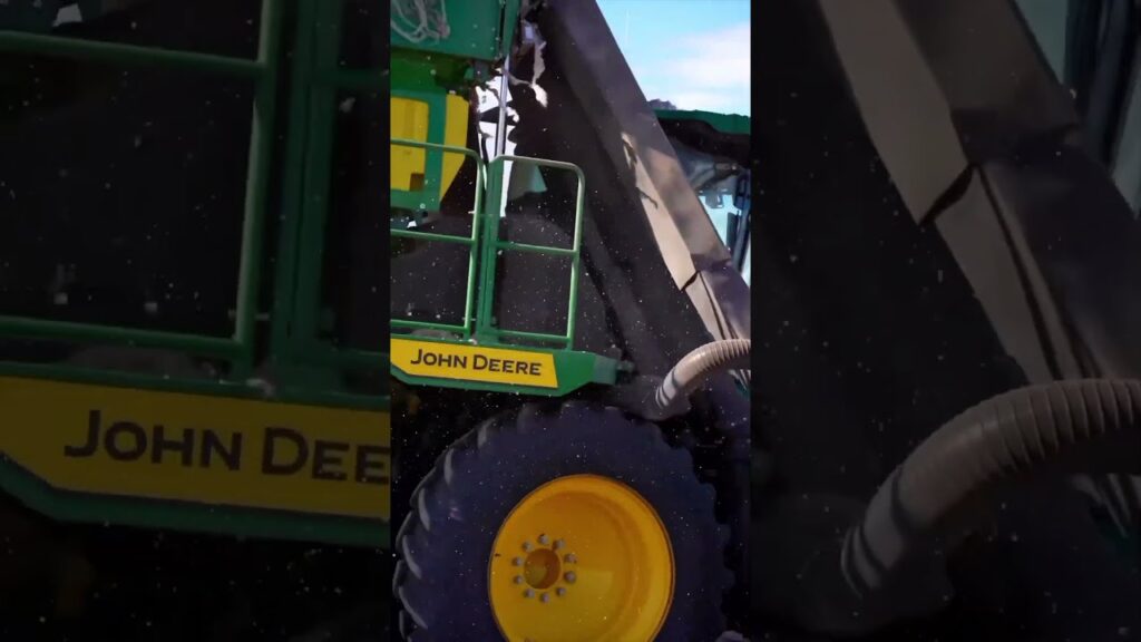 colheita do algodao tempo de prosperidade