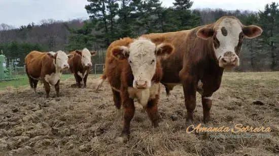 Como a Pecuária Impacta a Economia nos Ambientes Rurais Como a Pecuária Impacta a Economia nos Ambientes Rurais