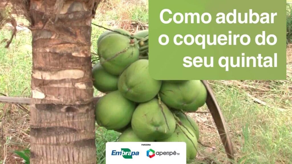 como adubar o coqueiro