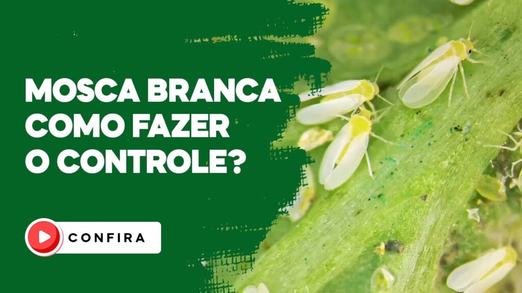 como controlar a mosca branca confira