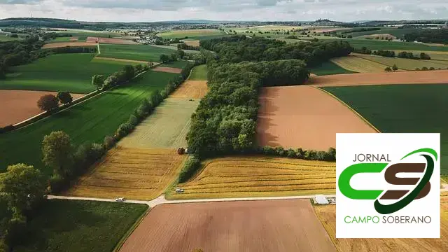 desperdício de silagem de capim