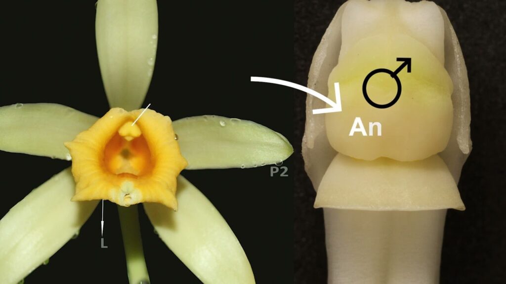 como fazer polinizacao de baunilhas brasileiras