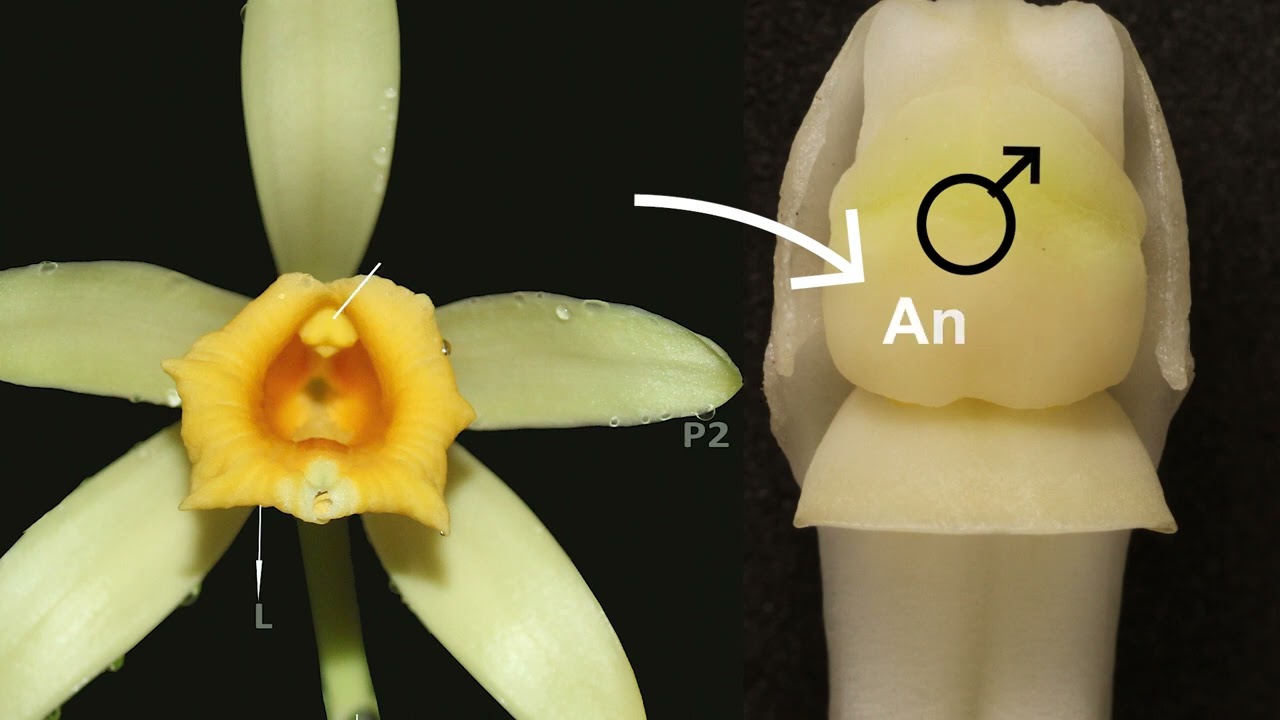 como fazer polinizacao de baunilhas brasileiras