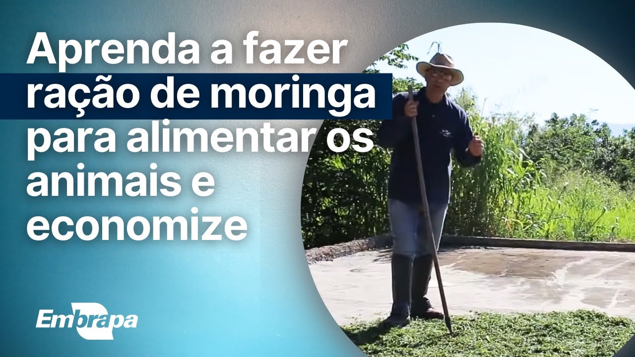 como fazer racao de moringa e cana de acucar para animais embrapa