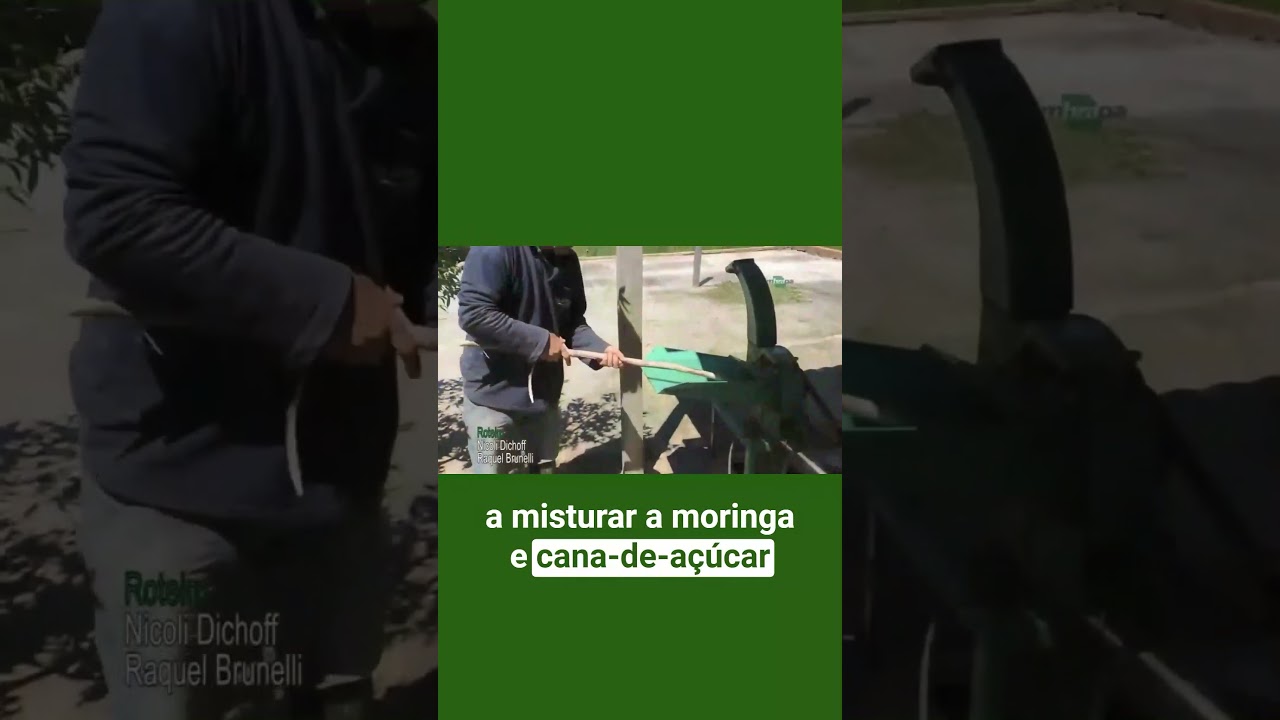 como fazer racao de moringa para gado galinhas e suinos embrapa