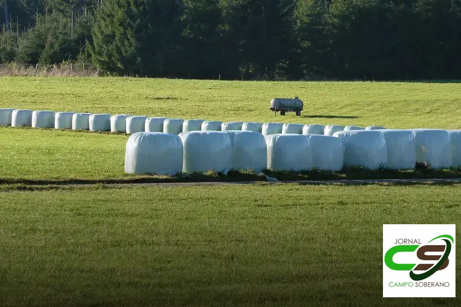 qualidade da silagem de cana-de-açúcar