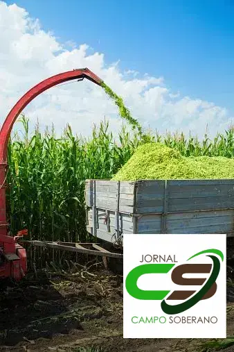 qualidade da silagem de capim