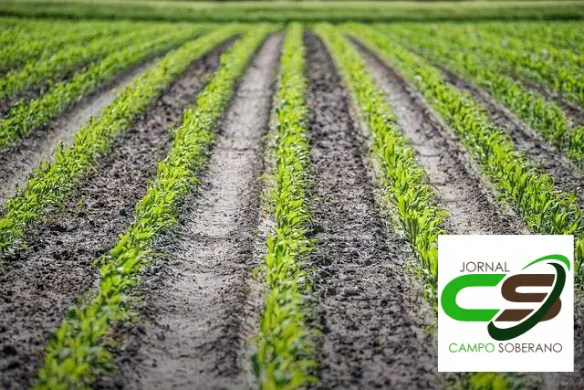 preparar a cana-de-açúcar para silagem