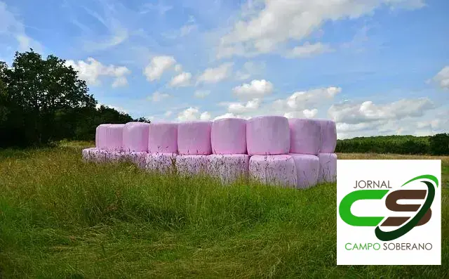 silagem de cana-de-açúcar