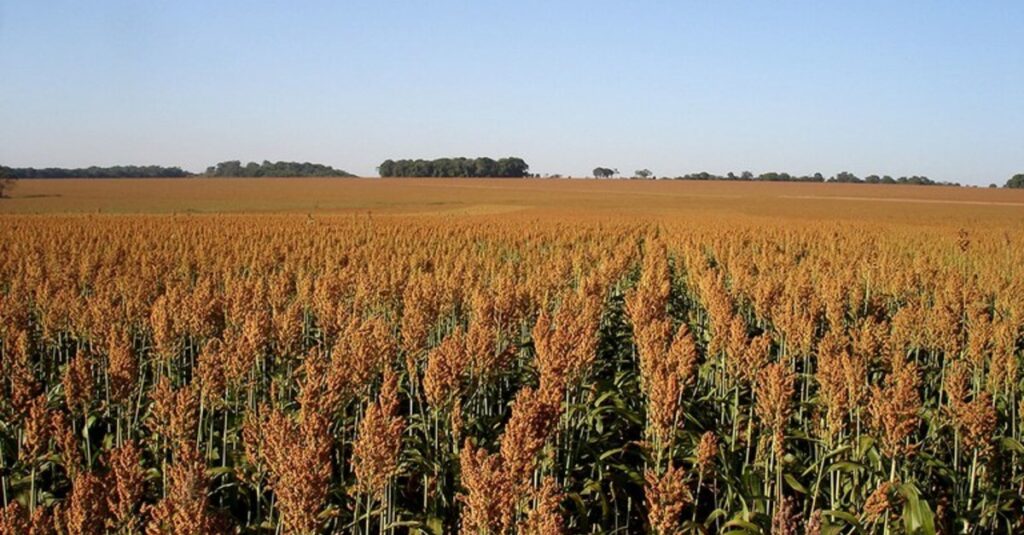 Conab projeta menor produção de trigo e sorgo na safra 2023/24