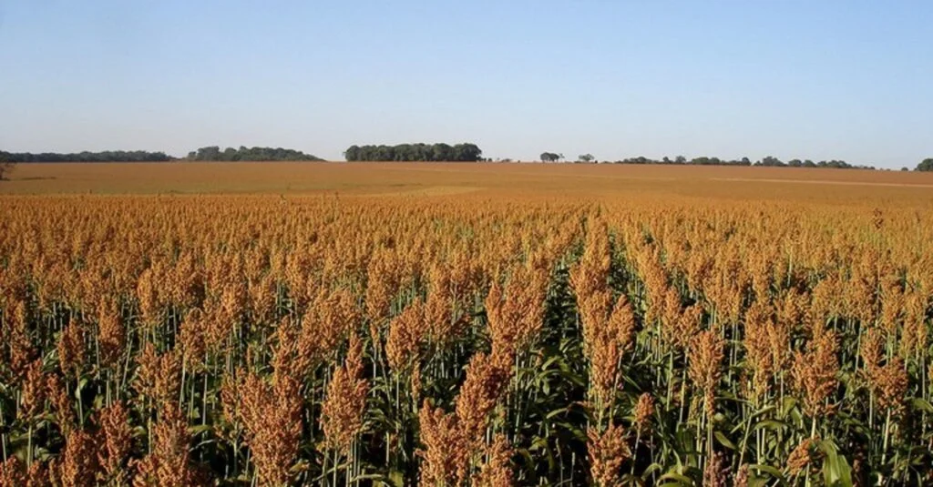 Conab prevê queda na produção de trigo e sorgo 2 Conab projeta menor produção de trigo e sorgo na safra 2023/24