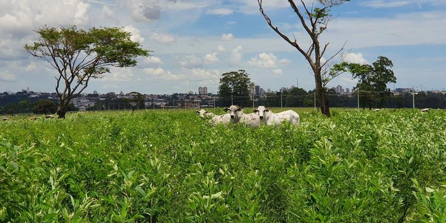 Consórcio garante mais produtividade: lavoura e pecuária se unem 1 Consórcio garante mais produtividade: lavoura e pecuária se unem