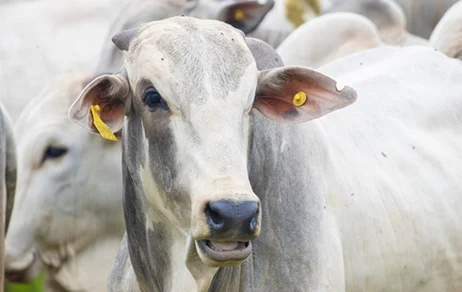 preço do boi gordo