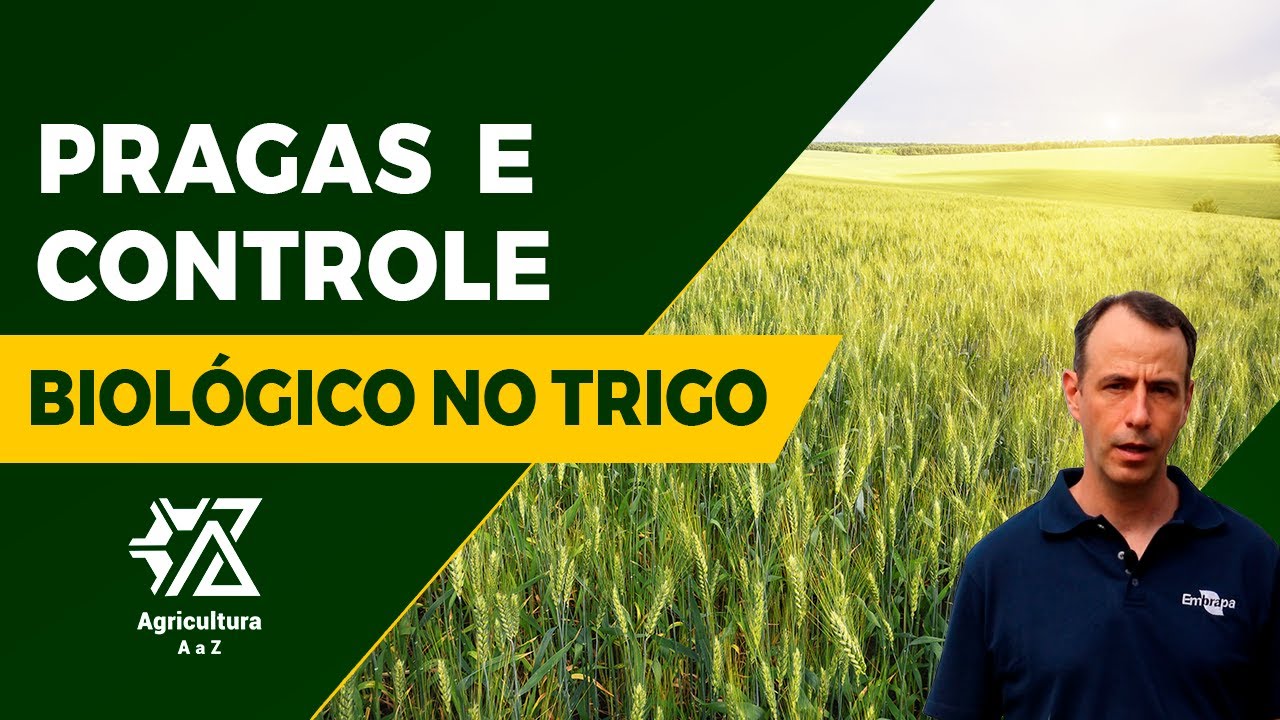 Controle Biológico no Trigo com Douglas Lau