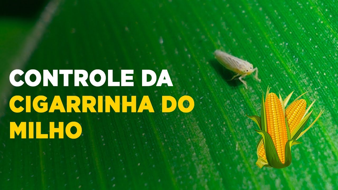 Controle da Cigarrinha do Milho: Dicas Eficientes