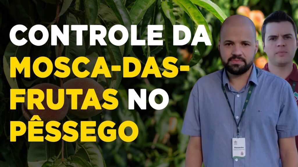 controle da mosca das frutas no pessegueiro