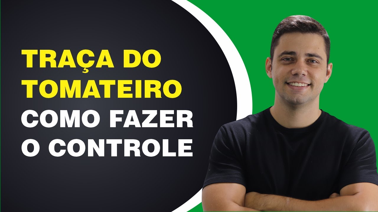 controle da traca do tomateiro dicas eficazes