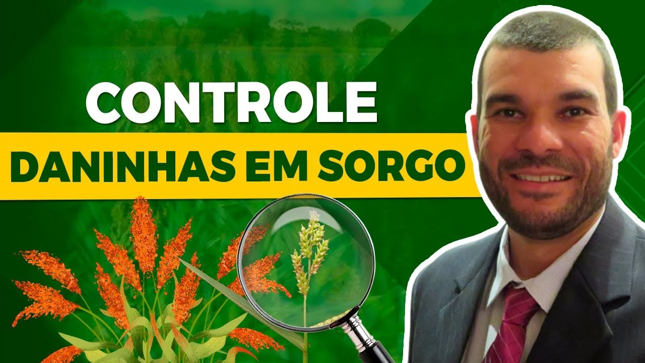 Controle de Plantas Daninhas no Sorgo: Dicas Essenciais 1 controle de plantas daninhas no sorgo dicas essenciais