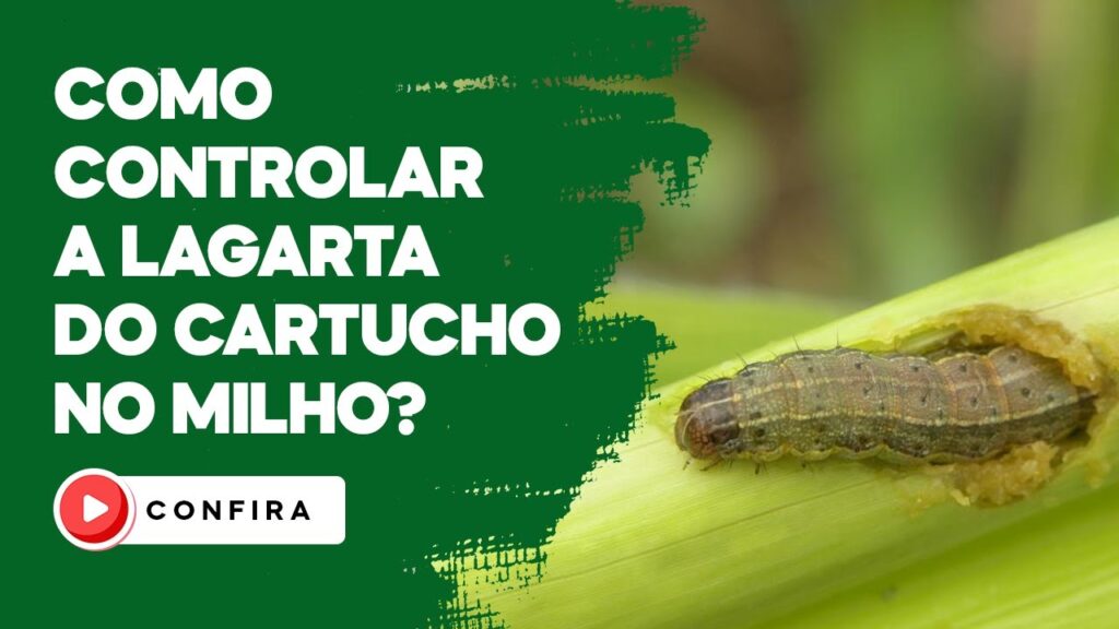 controle eficaz da lagarta do cartucho