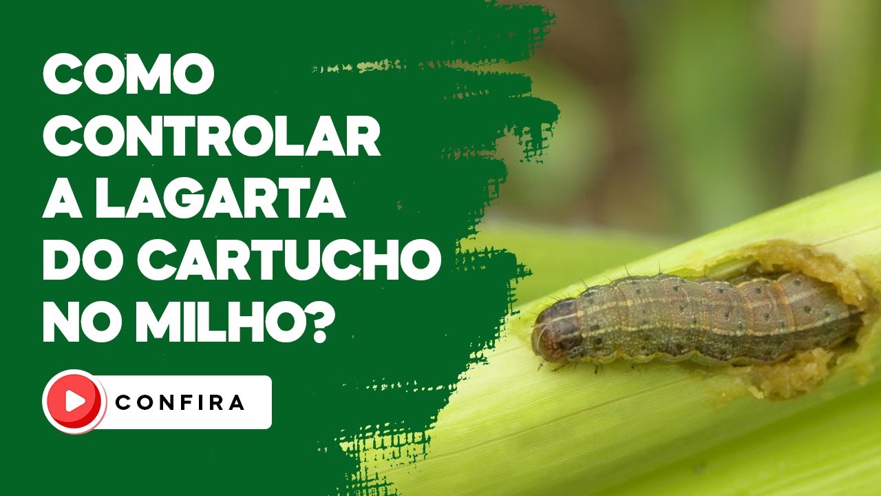 Controle eficaz da lagarta do cartucho
