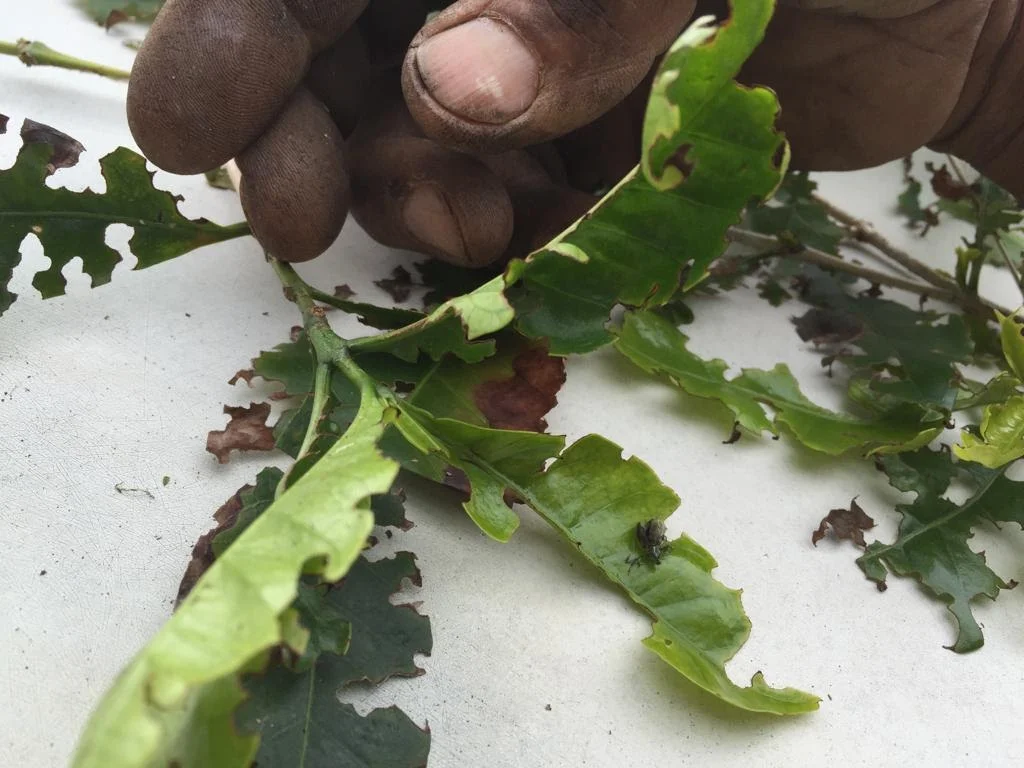 Controle eficaz da praga no café 37 como manejar essa praga no cafeeiro