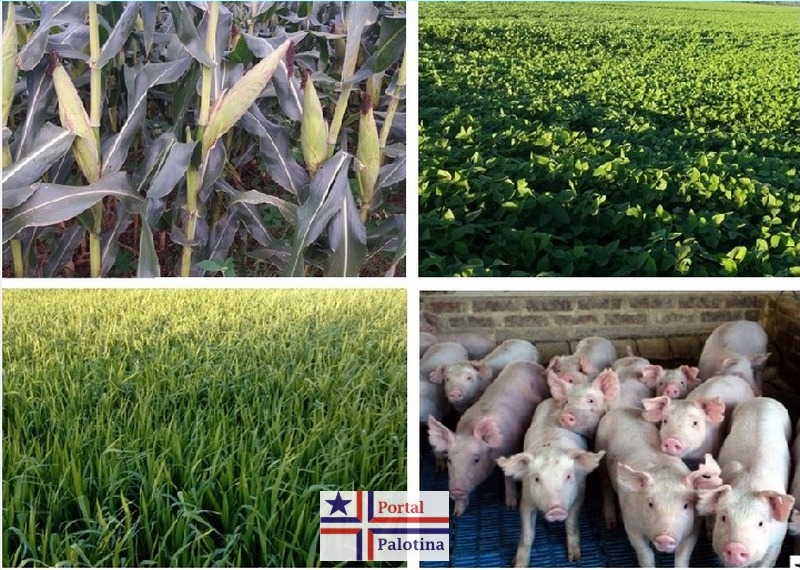 Cotações Agrícolas do Dia 03/01