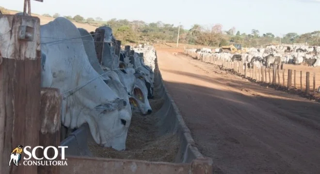 Cotações estáveis do boi em SP