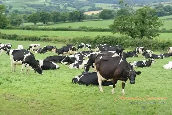 Critérios para Selecionar um Touro Leiteiro Produtivo