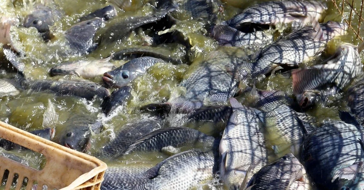 Tilápia: Preços em Alta em Novembro 20 Tilápia fecha novembro com preços em alta; quilo se aproxima dos R$ 10