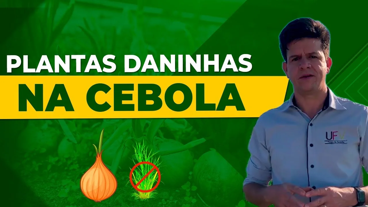 cuidado com as plantas daninhas na cebola por prof marcelo reis
