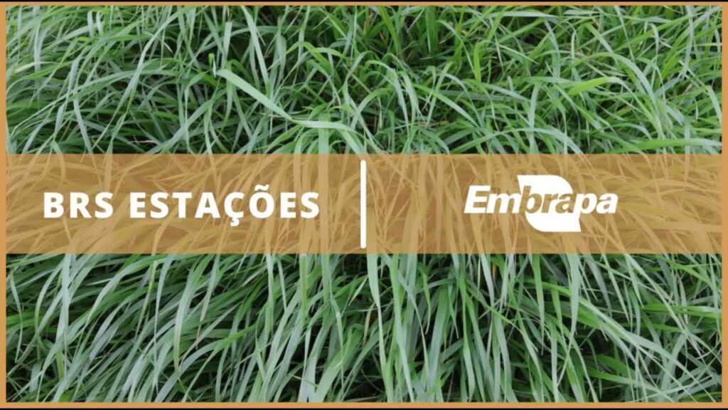 cultivar de azevem brs estacoes
