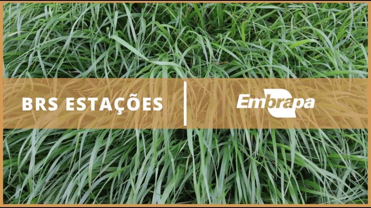 cultivar de azevem brs estacoes