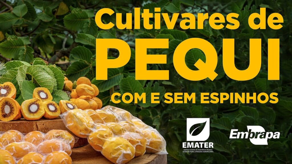 Cultivares de pequi com e sem espinhos 2 cultivares de pequi com e sem espinhos