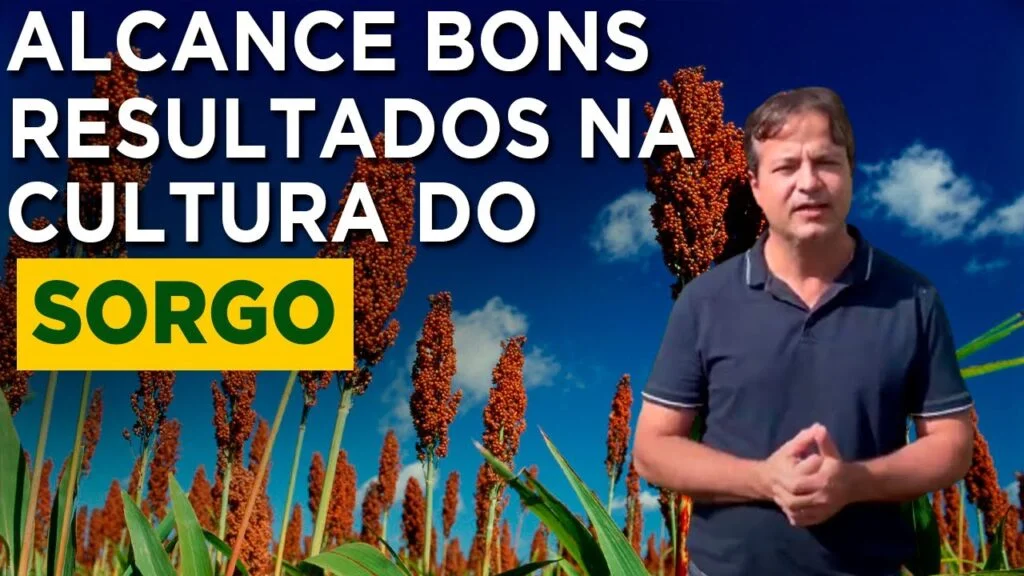 Cultivo de sorgo: dicas essenciais 4 cultivo de sorgo dicas essenciais