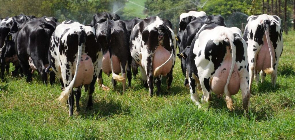 Aumente seus lucros com o Curso Gestão na Pecuária Leiteira do Rehagro