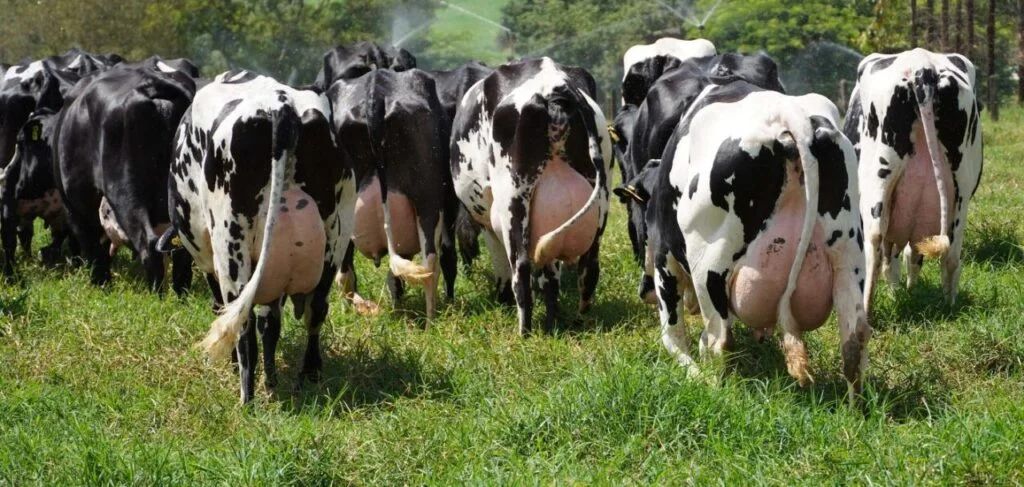 Curso: Gestão na Pecuária Leiteira para Lucros! 3 Aumente seus lucros com o Curso Gestão na Pecuária Leiteira do Rehagro