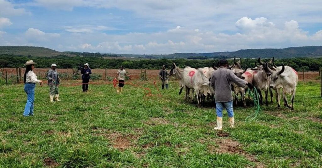 CTZL promove curso sobre doma racional de novilhas para ordenha • Portal DBO
