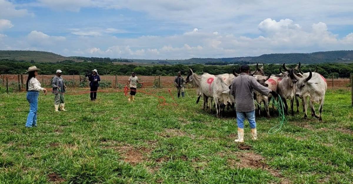 “Curso intensivo: doma racional de novilhas para ordenha” • Portal DBO